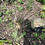 Allium schubertii পাতা