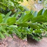 Polygala myrtifolia List