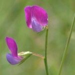 Lathyrus hirsutus ফুল