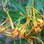 Strophanthus speciosus Egyéb