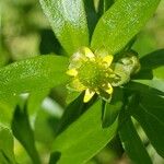 Ranunculus abortivusFlower