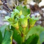 Primula hirsuta Plod