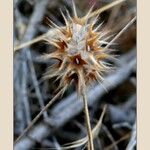 Trifolium stellatum Blodyn