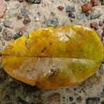 Erythrophleum ivorense Leaf