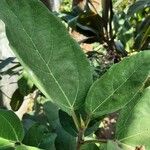 Ficus sur Leaf