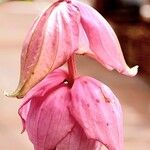 Medinilla magnifica Λουλούδι