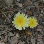 Malacothrix glabrata Flower