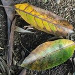 Ficus lutea Blatt