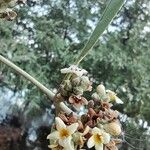 Avicennia germinans Flower