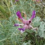 Astragalus vesicarius Fleur