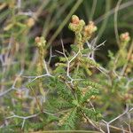 Sarcopoterium spinosum Leaf