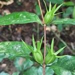 Coffea mannii Plod