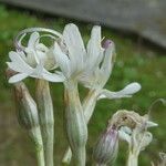 Silene italica Kwiat