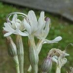 Silene italica Blüte