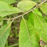 Salix cinerea Leaf