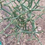 Euphorbia tirucalli Blad