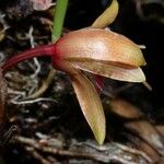 Maxillaria sanguinea Cvet