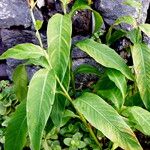 Canna indica Habit