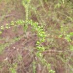 Spiraea prunifolia Levél