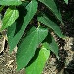 Muntingia calabura Leaf