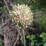 Allium ampeloprasumCvet