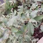 Elaeagnus commutata Φύλλο