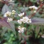 Persicaria microcephala Kvet