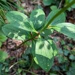 Lilium martagon Leaf