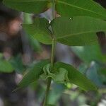 Phyllanthus pindaiensis Hábito