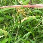 Cyperus rotundus Blatt