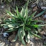 Plantago argentea Liść