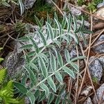 Oxytropis todomoshiriensis