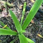 Crinum erubescens পাতা