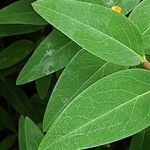 Hypericum × hidcoteense Leaf