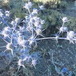 Eryngium creticum