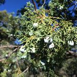 Juniperus deppeana Habit