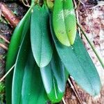 Bulbophyllum longiflorum ഇല