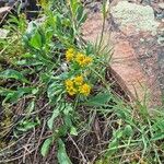 Solidago multiradiata Flower