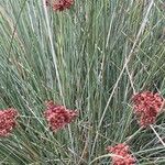 Juncus acutus Φρούτο