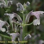 Nepeta nepetella 花