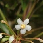 Ardisia crenata Çiçek