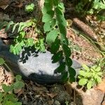 Phyllanthus niruri 葉