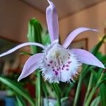 Pleione humilis Blomma