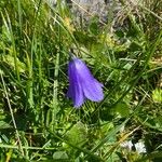 Campanula scheuchzeriFlor