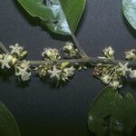Emmotum fagifolium Virág