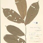 Theobroma obovatum Leaf