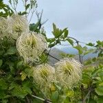 Clematis lasiantha Blüte