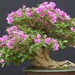 Bougainvillea glabra Leht