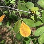 Commiphora mollis Fruto