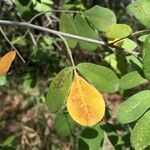 Commiphora mollis